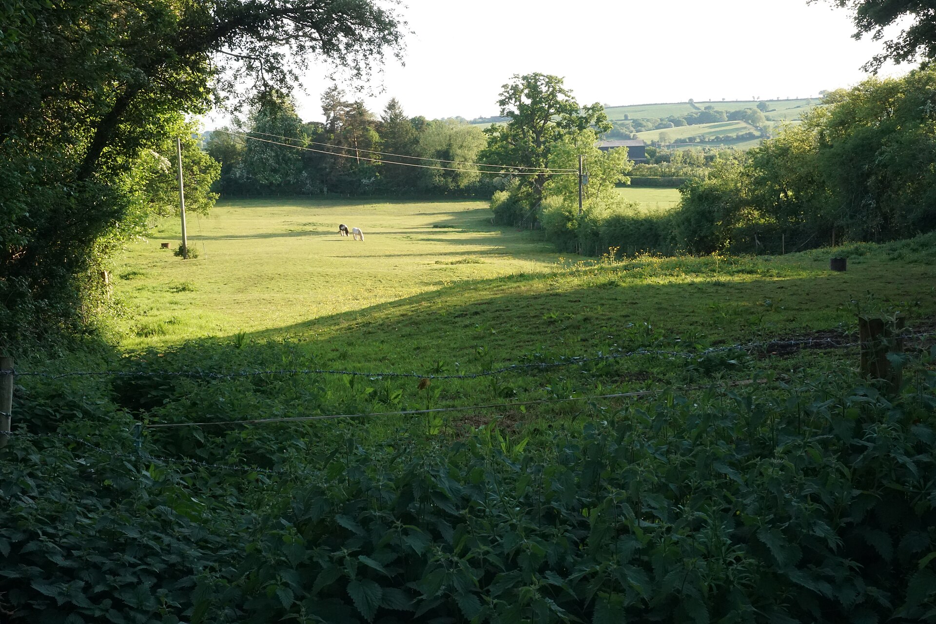 A horse grazing quietly in a green Sussex paddock
