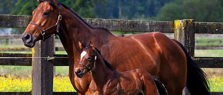 A bay mare and her foal in a Sussex paddock