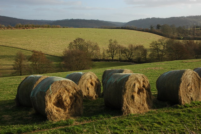Small conventional hay bales sitting in a Sussex field