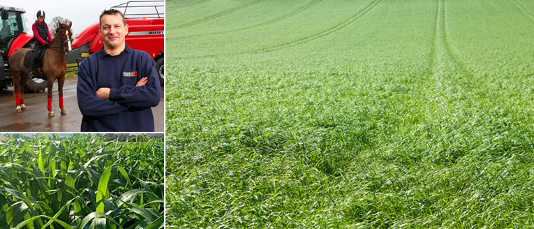 A close view of lush ryegrass before mowing